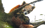 Red Panda