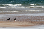 SBW010: Oystercatchers