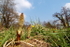 Giant Horsetails - March 2007