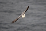 Fulmar