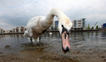 Mute swans feeding in an urban environment_00431