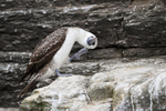 Peruvian Booby scratching, Chanaral Island, Chile