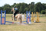 Show Jumping portfolio