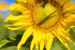 Sunflower Insect 2