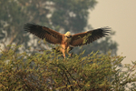 Black-collared Hawk, wings spread, on top of tree, Brazil