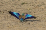 Lilac Breasted Roller Taking Off