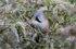 Bearded Tit, Male