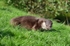 Otter
