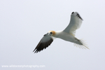 SBG013: Gannet in Flight
