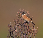 Stonechat - Saxicola rubicola