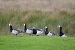 Barnacle Geese