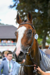260823-Race 1-Spirit Dancer-0163