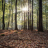 Autumn Sunbeams