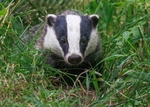 Badger