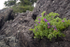 Rocky plant
