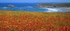 Poppies and Corn Marigolds, Crantock, N. Cornwall EDC183