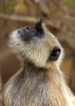 Black-footed Gray Langur
