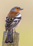 Chaffinch 1