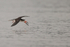 Black Skimmer low over river, Pantanal, Brazil
