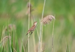 Savi's Warbler