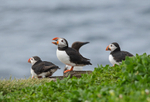 Puffins