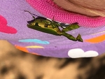 Praying Mantis - SA