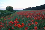 Field Of Poppies 1, Glos