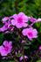 Purple Garden Phlox - DSC_7556