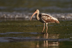 Juvenile White Ibis, Playa Cativo Lodge, Costa Rica