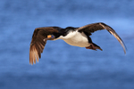 Imperial Shag flying, Carcass Island, Falklands