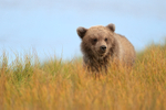 Grizzly Bear cub in yellow grass, Silver Salmon Creek, Alaska