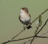 Chiffchaff