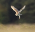 Barn Owl