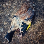 Deceased Goldfinch