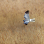Hen Harrier (male) hunting over the reeds