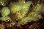 Bugula plumosa