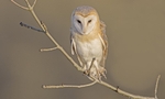 Barn Owl