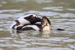 African Penguin preening in sea, Boulders Beach, South Africa