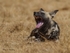 Lazy Wild dog