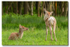 Fawns