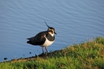 Lapwing
