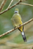 Long-tailed Silky-flycatcher (female), Costa Rica