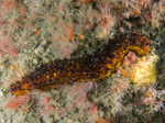 Holothuria forskali
