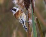 Male Penduline Tit