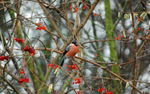 Bullfinch