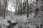 Winterwoods _S134
