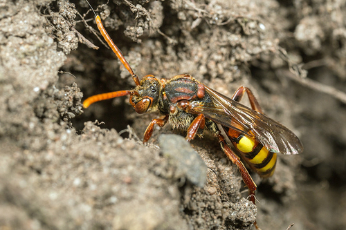[i]Nomada flava[/i] female. Staffordshire garden, May 2015. Near to [i]Andrena nigroaenea[/i] mining bee nests.