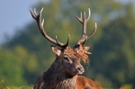 Red Deer