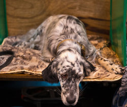 Crufts 2015 portfolio