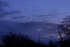 Starling
